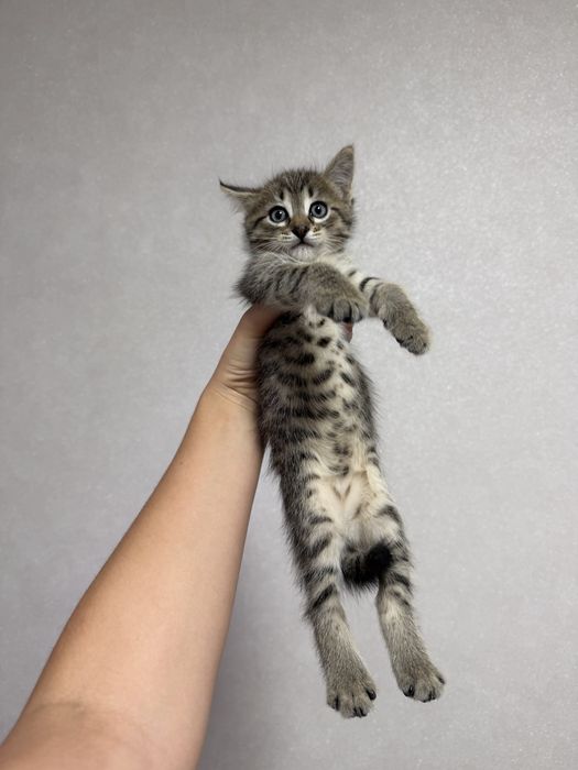 Дарю котят 1,5 месяца
