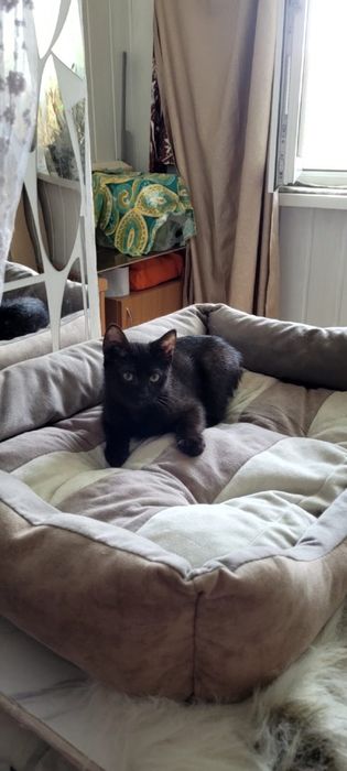 Котенок в добрые руки