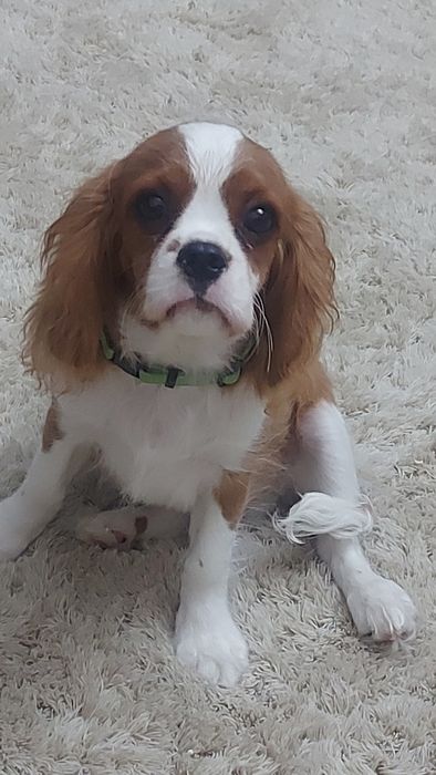 Щенок Кавалер Кинг Чарльз Спаниель