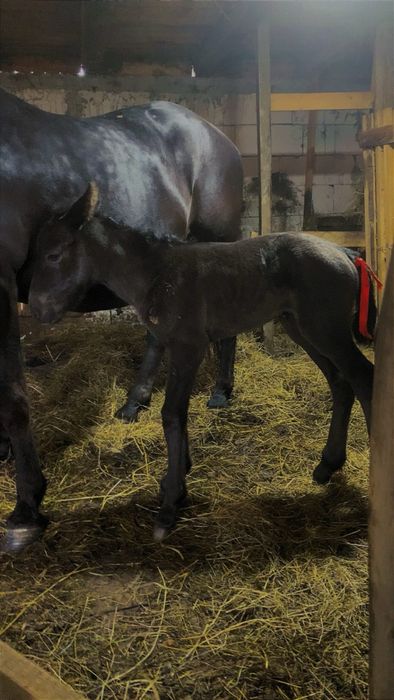 Disponibilă iapa 12 ani cu mânz de 1 an și mânza de o lună, iapa garantată la ori ce se dau toți sau separat mai multe detali la telefon