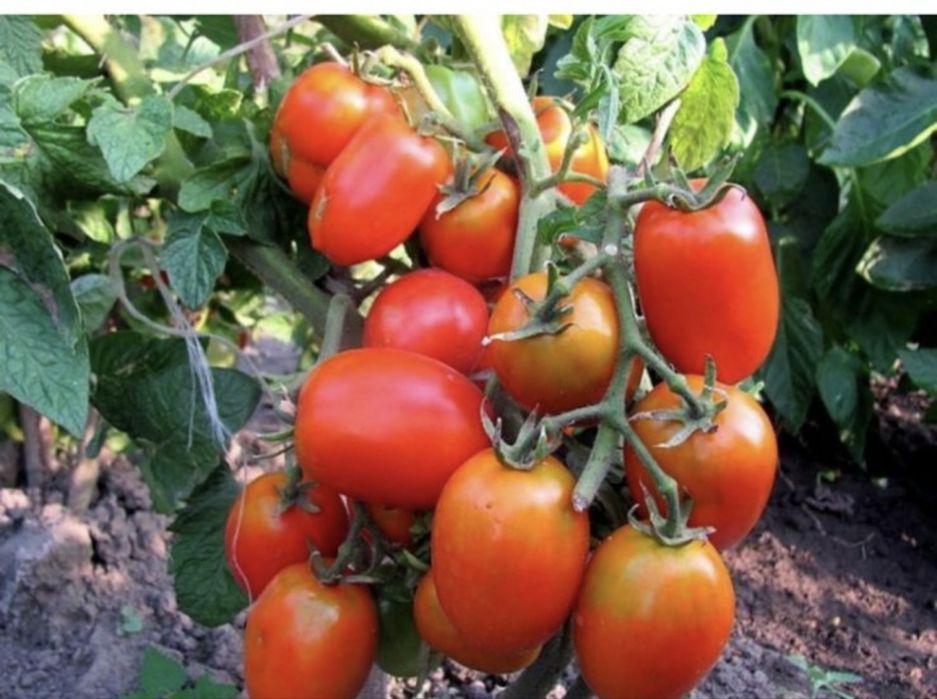 Продам рассаду помироров