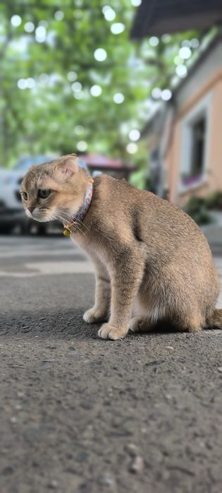 Мушук сотилади 2 ойлик