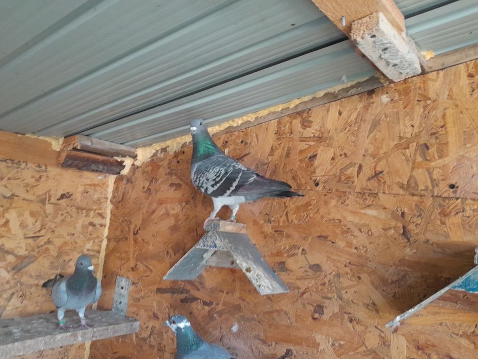 Desființez crescătorie porumbei