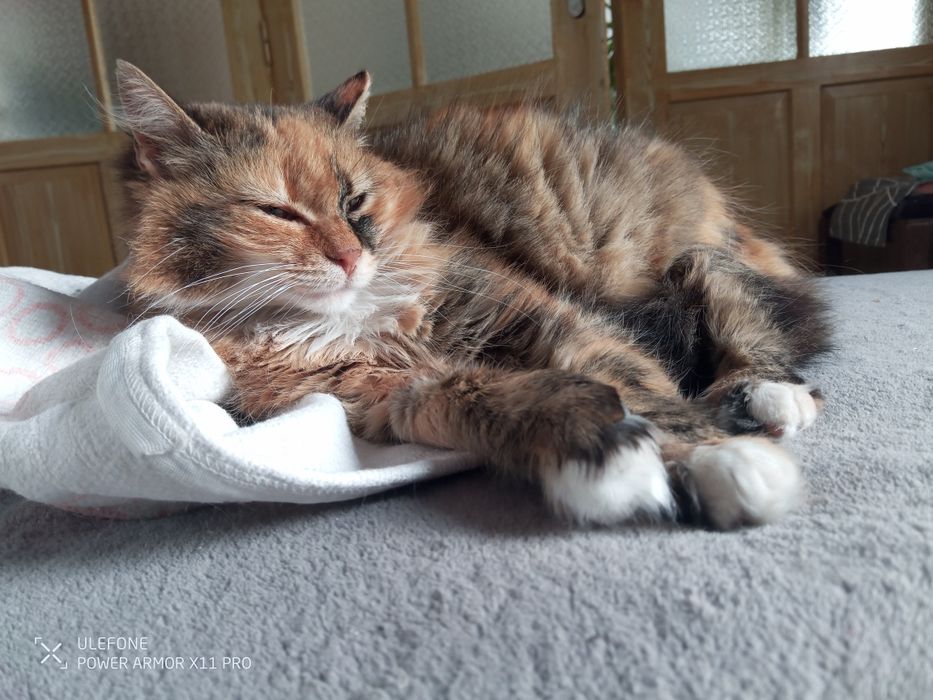 Търсим дом за Шери и Роши