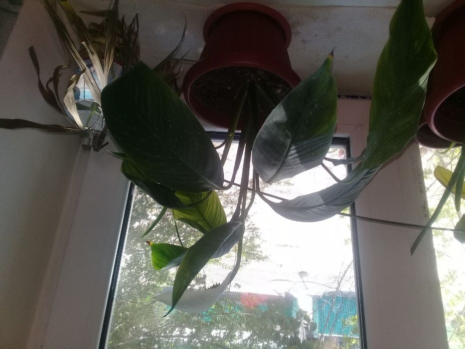 Продам комнатные растения