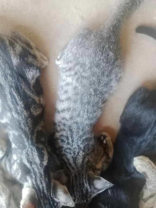 Продаю котят им 5 месяцев