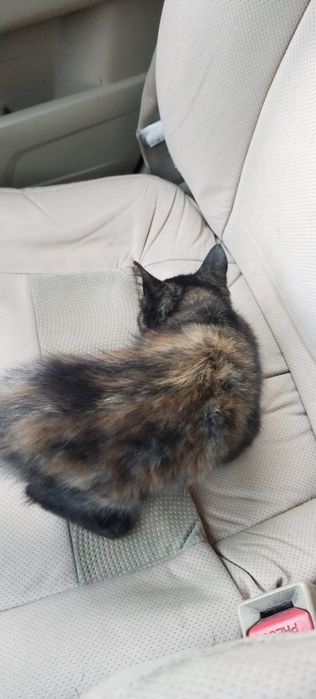Отдам котёнка,с доставкой на дом!