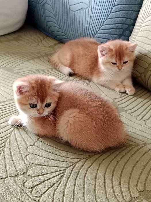 Британские котята Золотая Шиншилла.