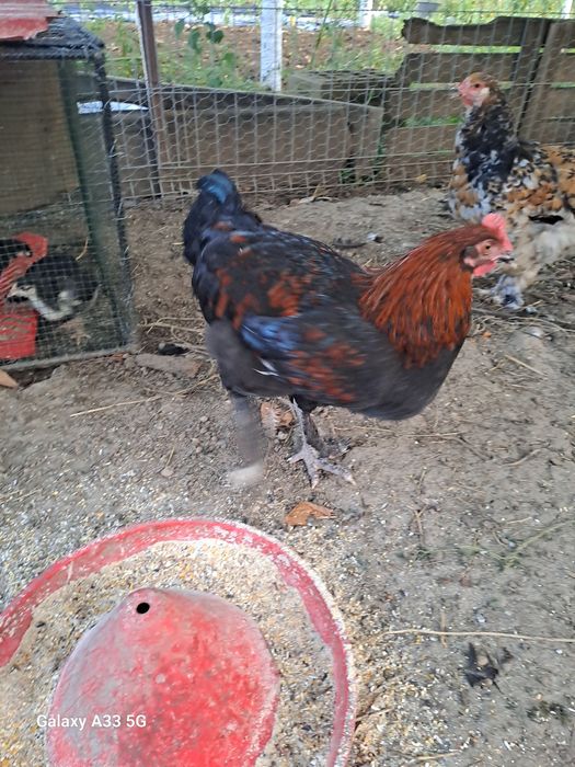 Vănd s au schimb cocosi marans .