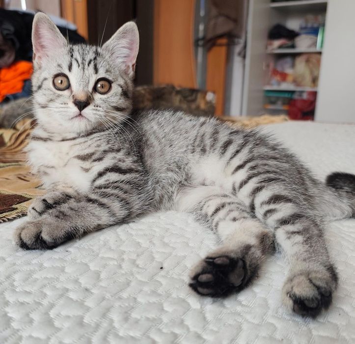 В добрые руки кошечка