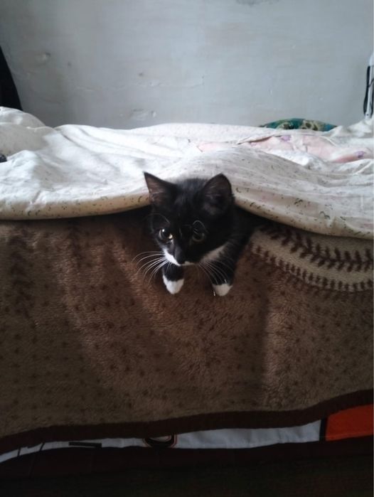 Отдам котенка в добрые руки