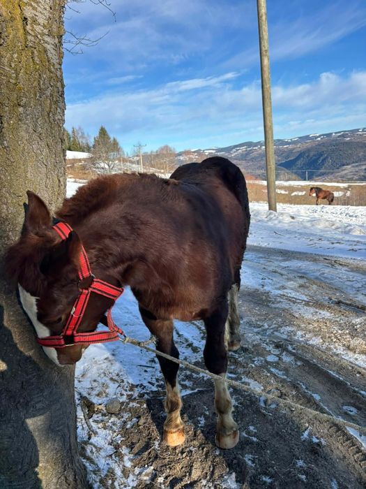 Mânz cuminte de vânzare