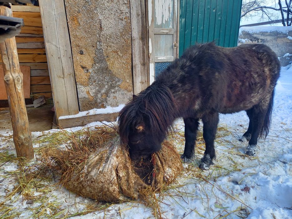 Продам Пони жеребец