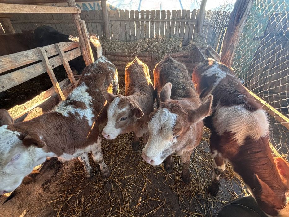 Vând șase viței de rasa