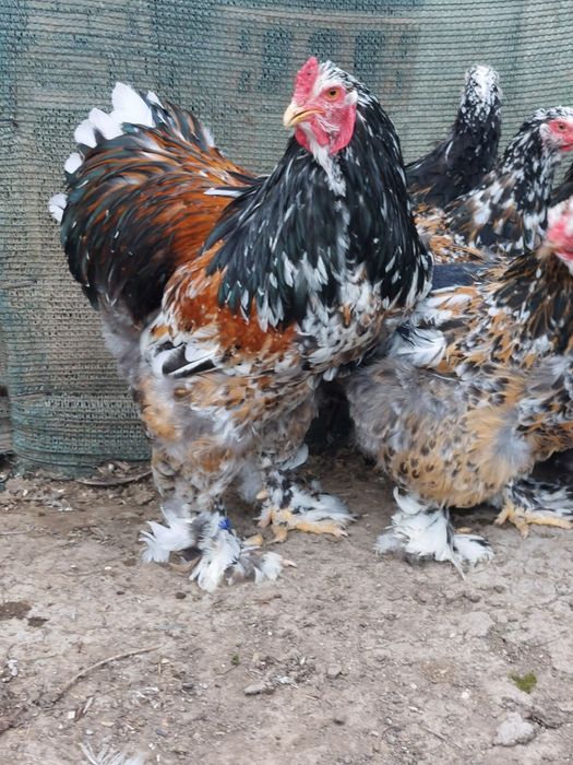 Разплодни яйца от