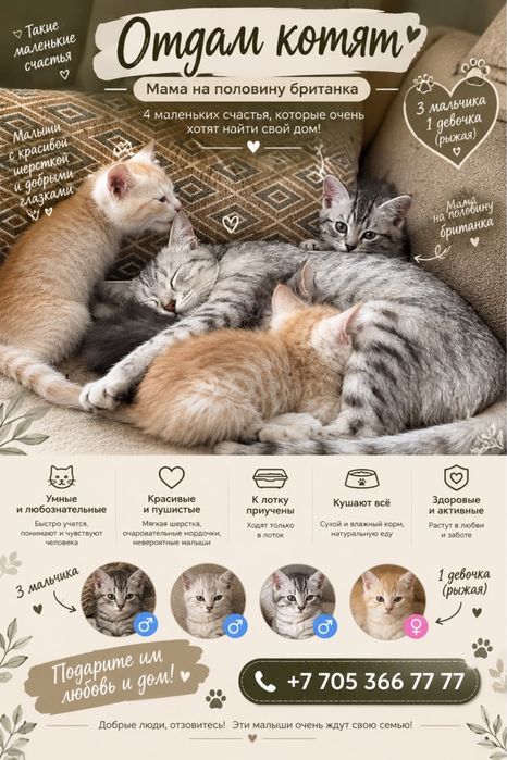 Отдам котят в добрые руки