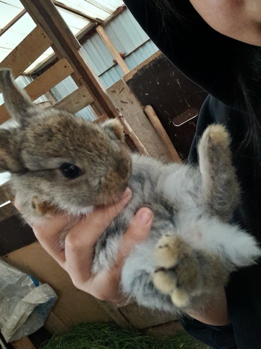 Продам маленьких ушастых