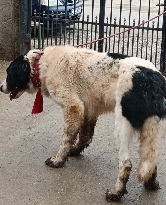 Câine ciobănesc de Bucovina