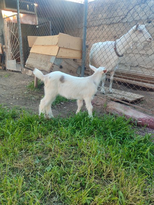 Лақ еркек 1айлық жем,шөп жеп түр,таза заненск молоч.парод мать 4л моло