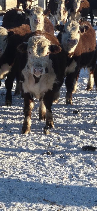 Ак бас букалар бычки сатылады.