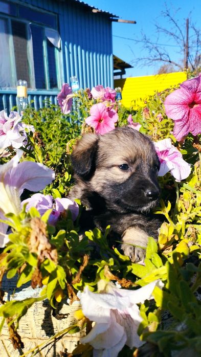 Порно фотоларда кискасын көрсету