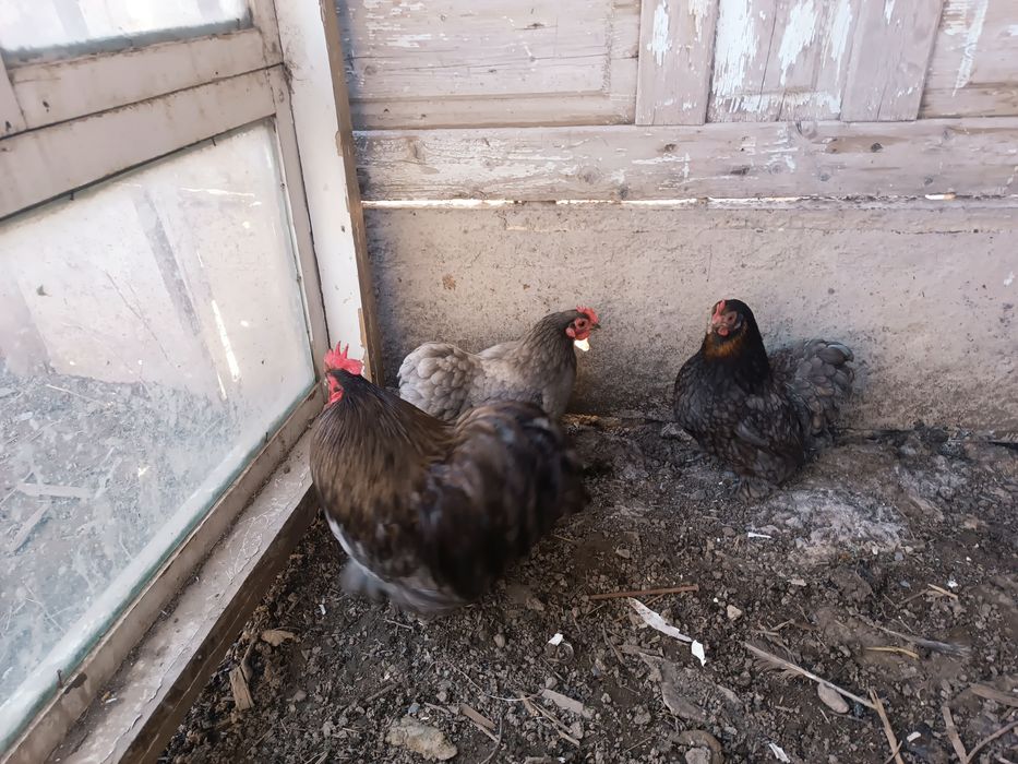 Карликтер сатылады