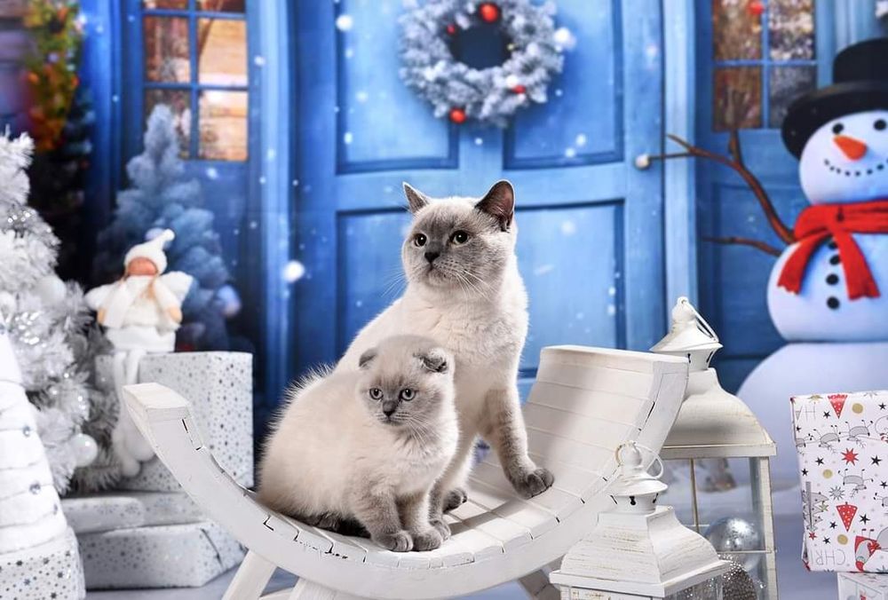 Малко късокосместо котенце