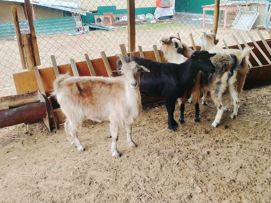 Ешкілер сатылады, козы продается.