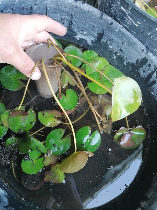 Бяла водна лилия с едри цветове