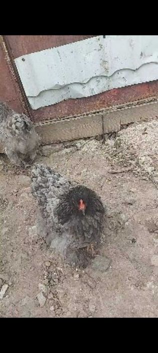 De vânzare doua gaini brahma inelate.  .