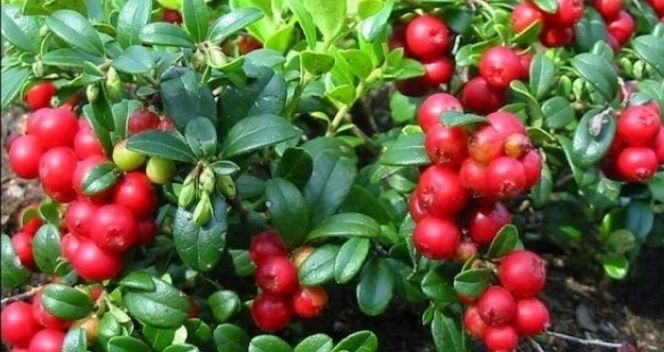 Arbuști Fructiferi (Merișor)