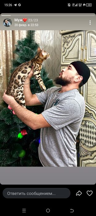 Бенгал мушуги сотилади!