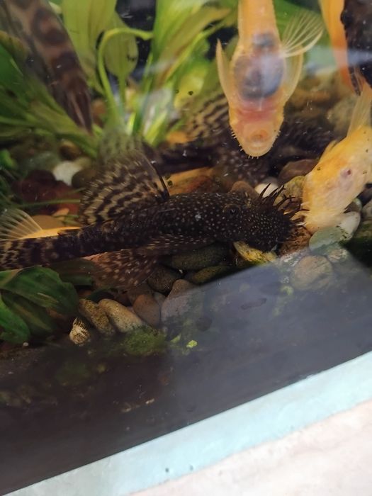 Анциструси супер ред  , обикновени  и скариди  ред чери