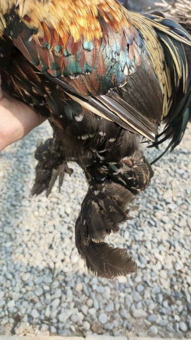 Sotiladi kami bor. Sogʻlom olganimdan beri hali kasal boʻlgani yoʻq