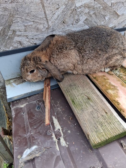 Iepuri pitici cap de leu și berbec german