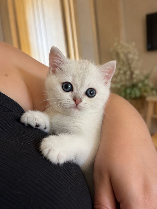 Британские котята прекрасного породного типа.