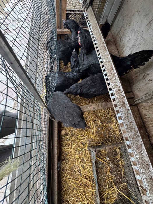 Tovuq sotiladi zoti UHELIO (qora shahzoda)