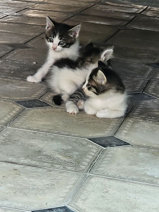 Mushuk bolasi be pul beriladi