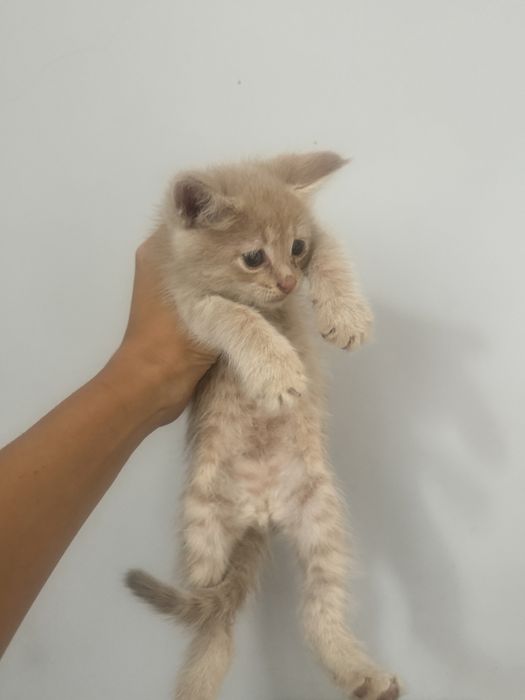 Мейн кун котята в продаже