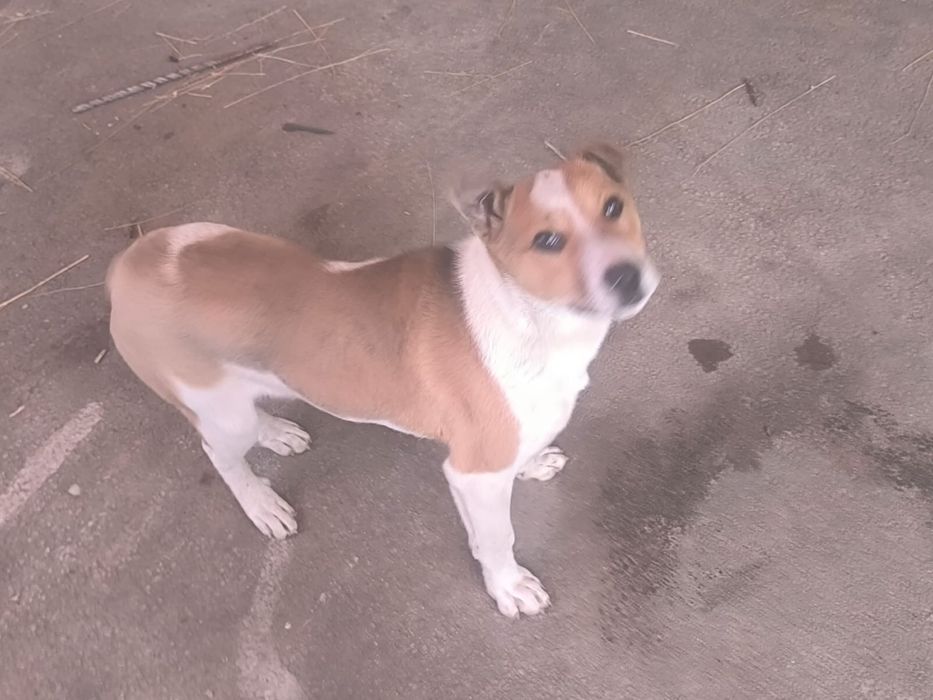 Собачка в отдам в хорошие руки