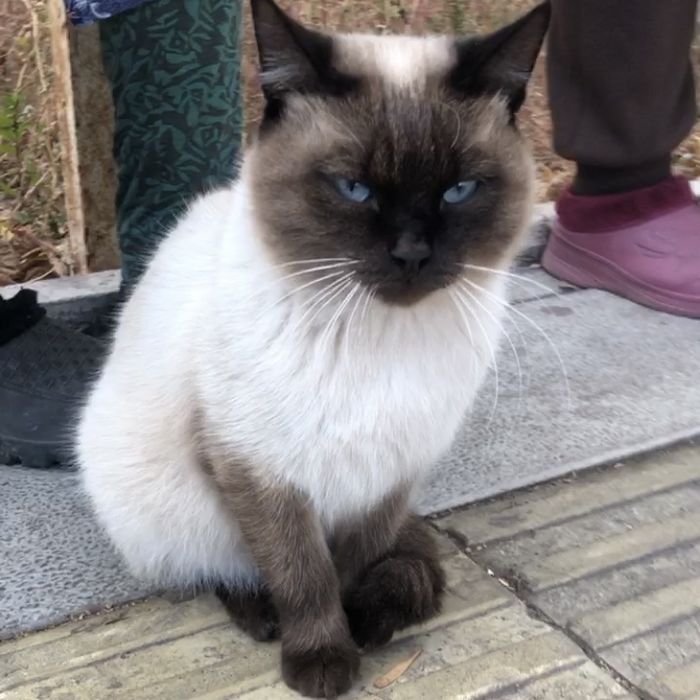 Сиамский Кот Ласковый Домашний