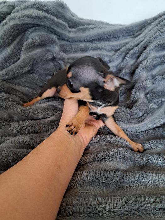 Продам мини той терьера