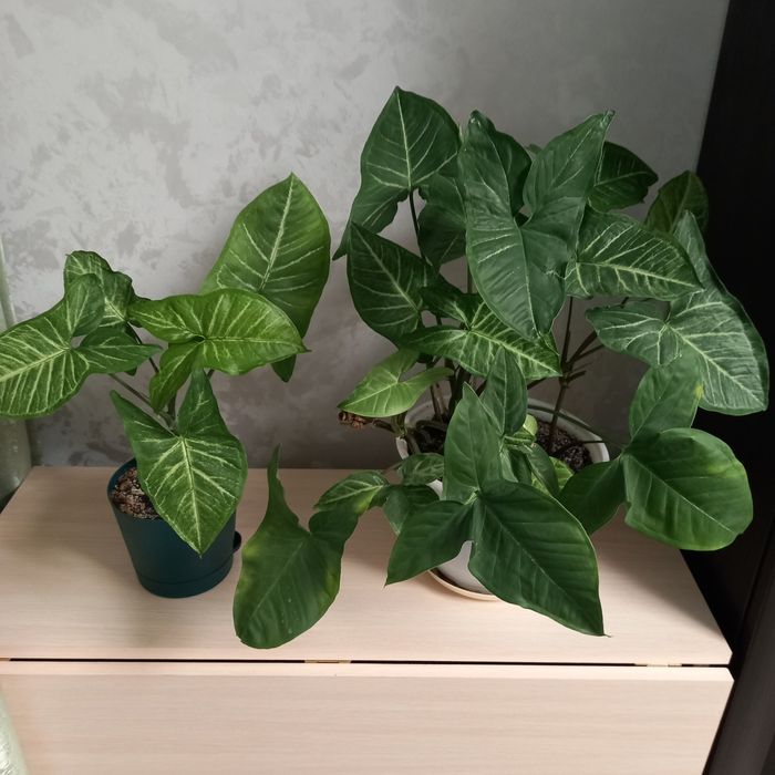 Продам комнатные растения