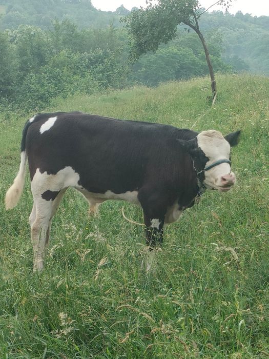 Viței doua bucăți