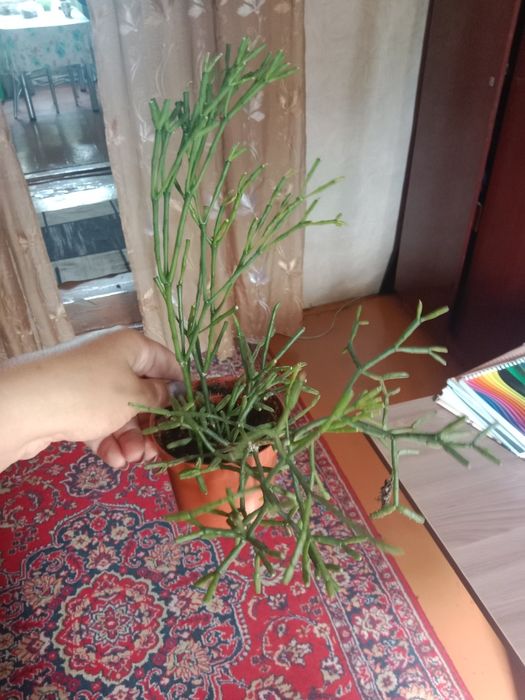 Продам цветочки...