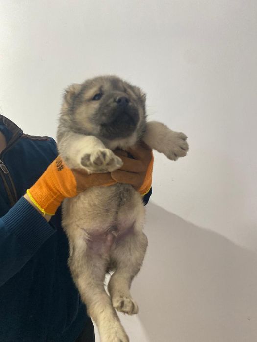 Продам САО Алабай