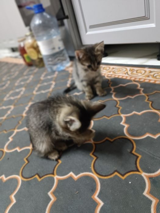 Отдам котят в добрые руки