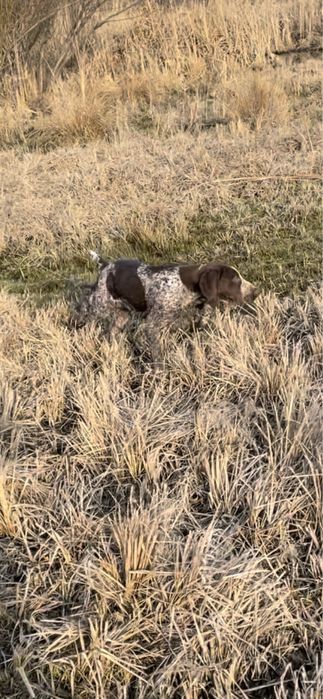 Немецкий Курцхаар