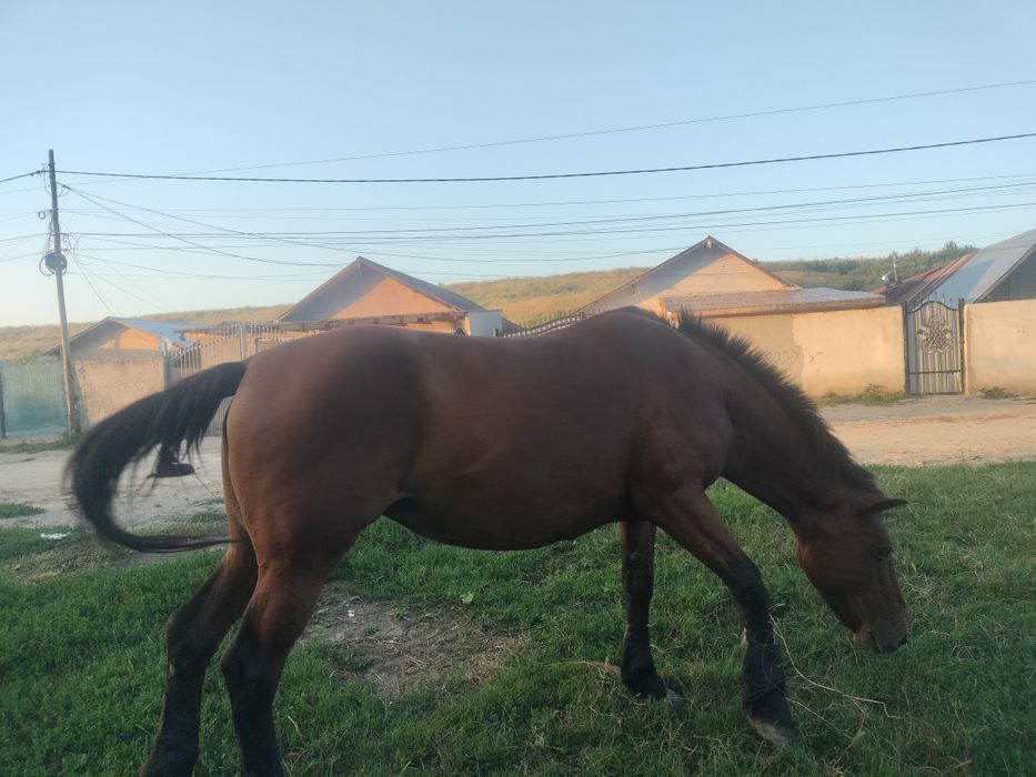 Vând iapa puls ham și căruță