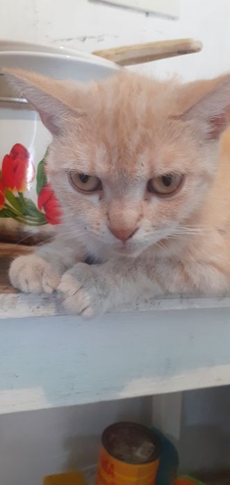 Отдам в добрые ручки!